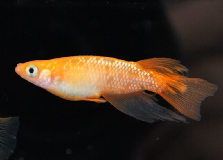 ◆岡崎葵メダカ◆　　紅華リアルロングフィン　1ペア　小野めだか様ブリード個体　 紅華リアルロングフィン 1ペア | メダカ屋えん